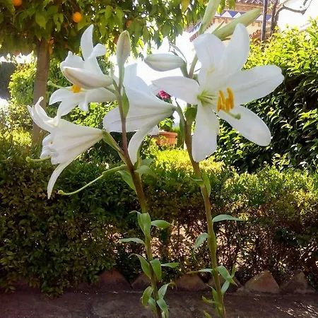 Andalusian Experience