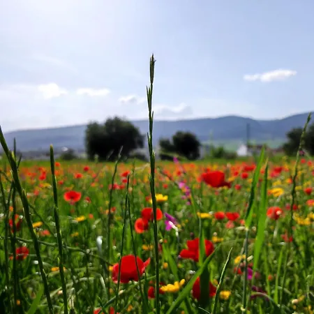 Andalusian Experience