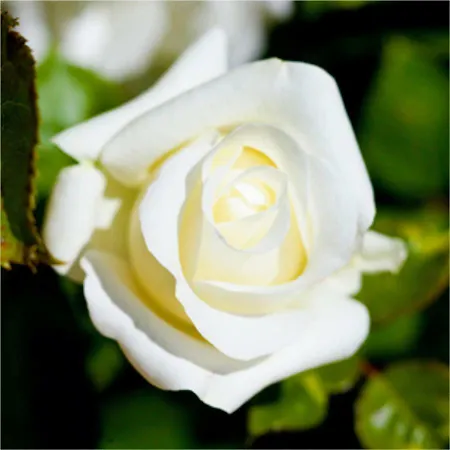 فيلة Andalusian Experience روندا