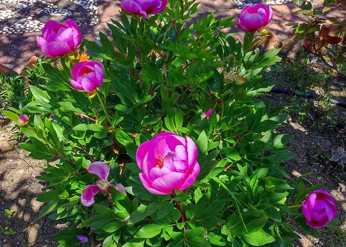 Вілла Andalusian Experience