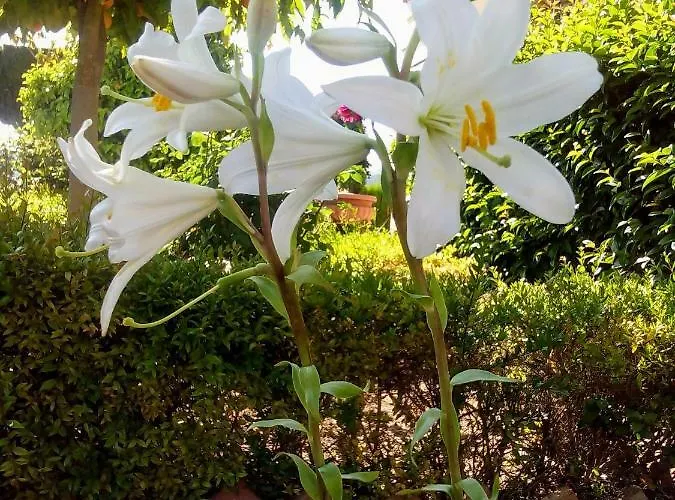 Andalusian Experience